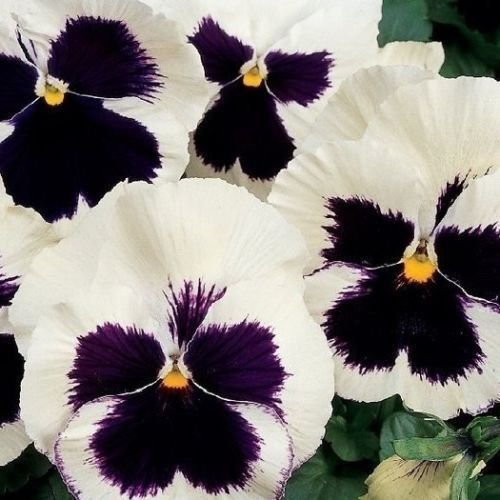 WhitePurple Swiss Giant Viola Wittrock flower Seeds Shade Loving Perennial