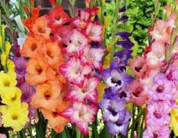 10 Beautiful Flowering Perennials Sword Lily Gladiolus BulbsCorms Pastel Mix - clarence