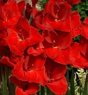 10 Beautiful Flowering Perennials Sword Lily Gladiolus BulbsCorms Rapid Red - clarence