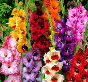 10 Beautiful Flowering Perennials Sword Lily Gladiolus Bulbs Deluxe Giant Mix - clarence