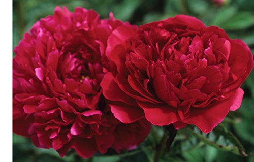 2 Elegant Flowering Perennials- Double Red Peony Karl Rosenfeld Nice Size Root Plant Beautiful Flowers