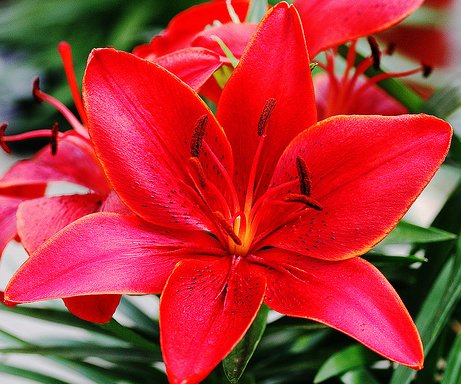 2 Spectacular Red Asiatic Lily Bulbs Flowering Perennial Year After Year
