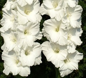 20 Beautiful Flowering Perennials Sword Lily Gladiolus Bulbs Alexander The Great White