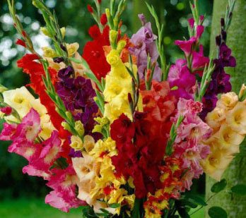 20 Beautiful Flowering Perennials Sword Lily Gladiolus BulbsCorms Deluxe Mix - clarence