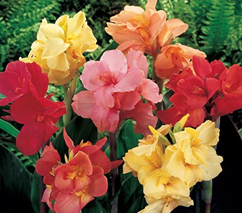25 Spectacular Flowering Perennial Flowers Deluxe Canna Lily Mix Seeds