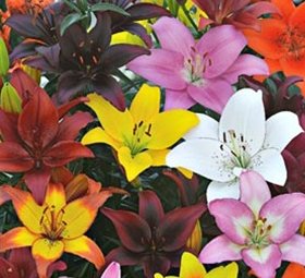 3 Gorgeous Mixed Asiatic Lily Bulbs Flowering Perennial Year After Year