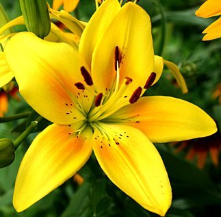 3 Gorgeous Yellow Country Asiatic Lily Bulb Flowering Perennial Year After Year