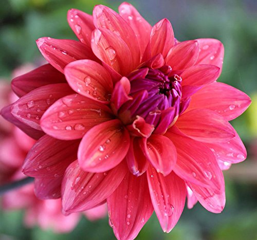 4 Spectacular Flowering Perennials American Dream Beautiful Flowering Dahlia Bulbs Plants Flowers