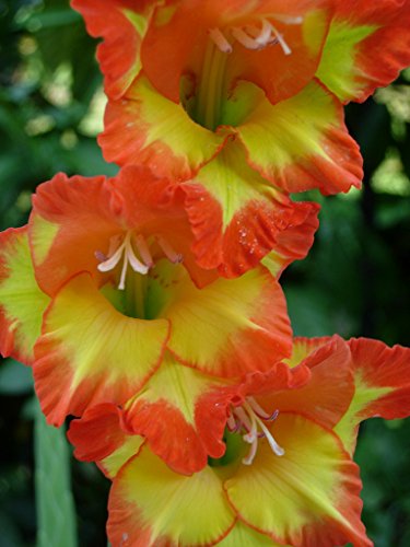 5 Beautiful Flowering Perennials Sword Lily Gladiolus Bulbs Fiesta Orange Yellow Bicolor