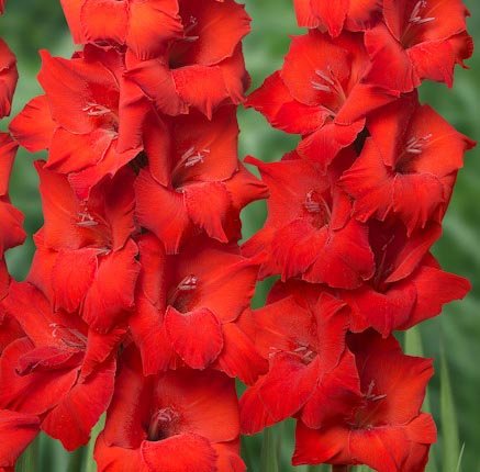 MANHATTAN Red Flowering Gladioli 20 Beautiful Flowering Perennials Sword Lily Gladiolus Bulbs