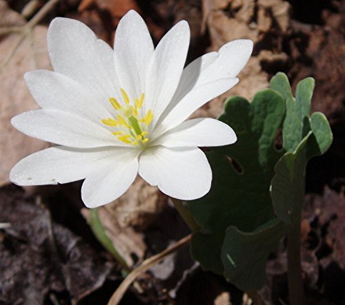 10 Bloodroot-flowering perennial sanguinaria canadensis