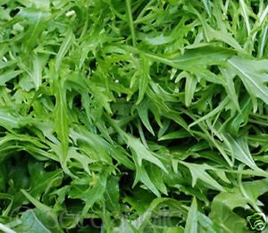 3 Yellow Flowering Arugula Plants Perennial Wild Sylvetta