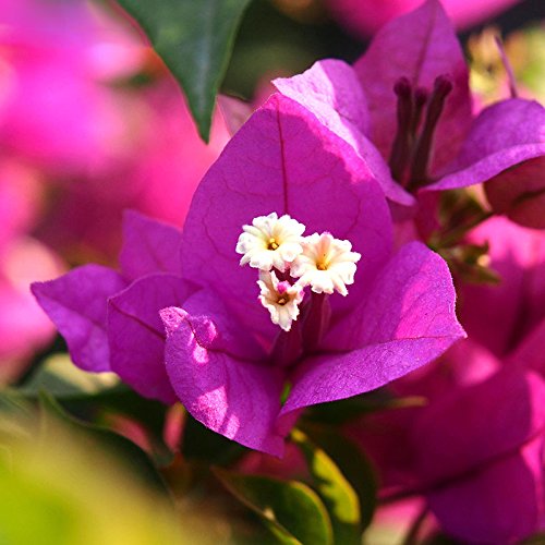Adb Inc 100 Pcsbag Perfume Bougainvillea Seeds Perennial Flowering Plants Potted Charming Chinese Flowers Diy