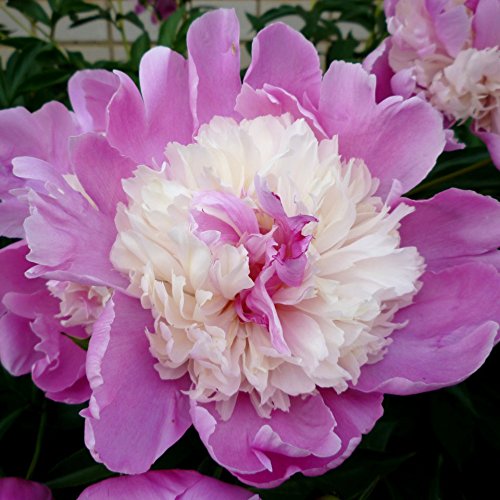 Elegant Flowering Perennials- Peony Emily Debatene Nice Size Roots Plant Beautiful Flowers