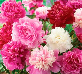 Elegant Flowering Perennials- Peony Supreme Mixed Colors Nice Size Roots Plant Beautiful Flowers