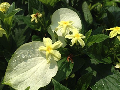 Emeralds Tm Unusual Yellow Flowering Perennial Shrub Plant White Winged Mussaenda Glabra