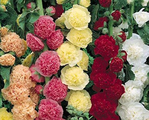 Hollyhock-alcea Mixed Colors Flowering Perennial Zones 3-9 4 Rootsplants Produces Tall Flower Heads of Many Different Colors