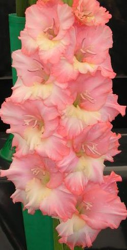 Pink Beauty Mixed Gladioli 10 Beautiful Flowering Perennials Sword Lily Gladiolus BulbsCorms - clarence