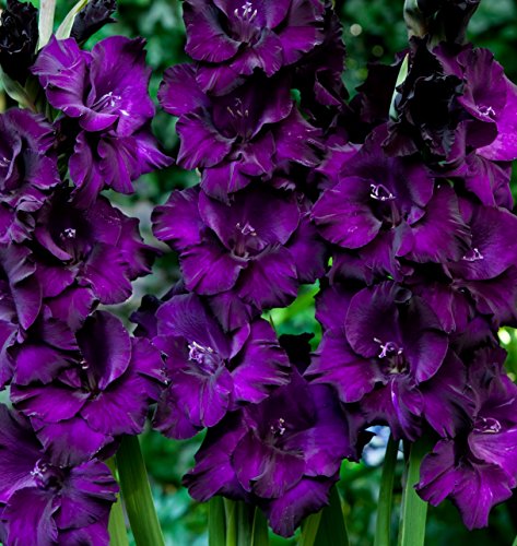 Purple Mate Gladioli 5 Beautiful Flowering Perennials Sword Lily Gladiolus Bulbs