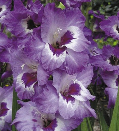 Purple Passion Mixed Gladioli 5 Beautiful Flowering Perennials-Sale- Sword Lily Gladiolus Bulbs