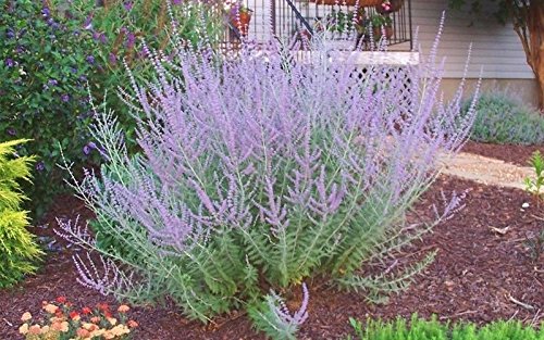 10 Russian Sage - Perovskia atriplicifolia - Fragrant Hardy Perennial - Seeds