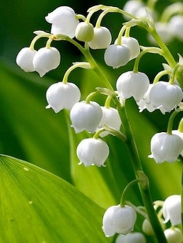 12 Lily of the Valley Hardy Perennial Plants Pips Bulbs with Roots Variable Listing