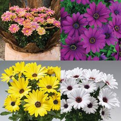 20 Osteospermum Flower Seeds Mix  Half-hardy Perennial