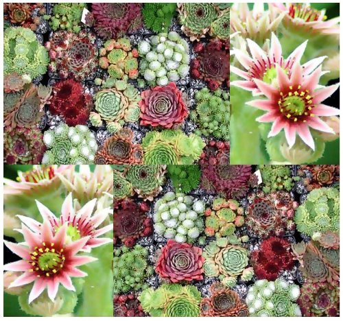 5 Packs x 50 Hen Chicks Cactus Mixed Seeds - Sempervivum - HARDY PERENNIAL - GORGEOUS House Leeks Seed - Zones 5-9 - By MySeedsCo