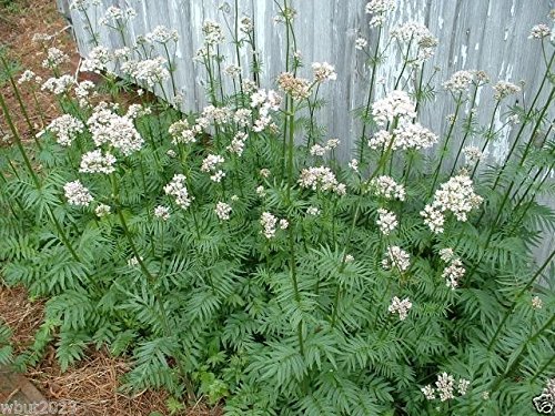 500 Valerian Plant Seeds  Highly Prized Medicinal Herb  Hardy Perennial