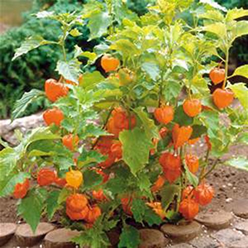 CHINESE LANTERNS -3 Live Plants-Organic Heirloom Hardy Perennial Flower