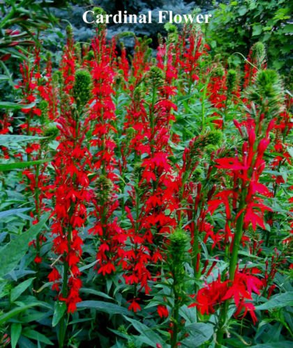 Cardinal Flower Red Hardy Perennial 1385 Seeds Groco