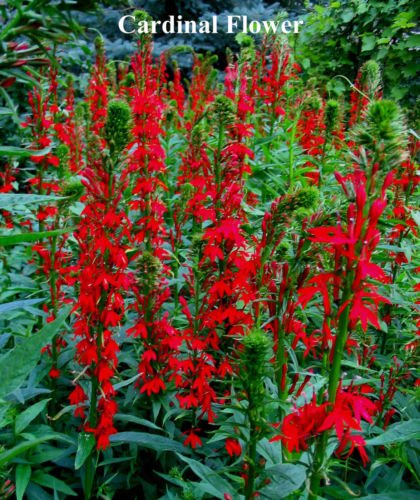 Cardinal Flower Red Hardy Perennial 1385 Seeds Groco