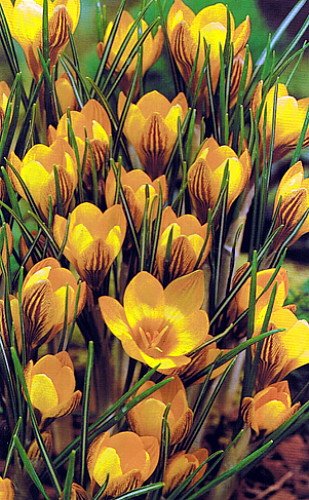 Fuscotinctus Snow Crocus 20 Bulbs -very Hardy-perennial - 5 Cm