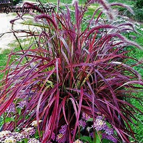 Half-hardy Perennial Fountain Grass Pennisetum Setaceum Fireworks Seeds  50 Seeds  Bag Pennisetum Seed