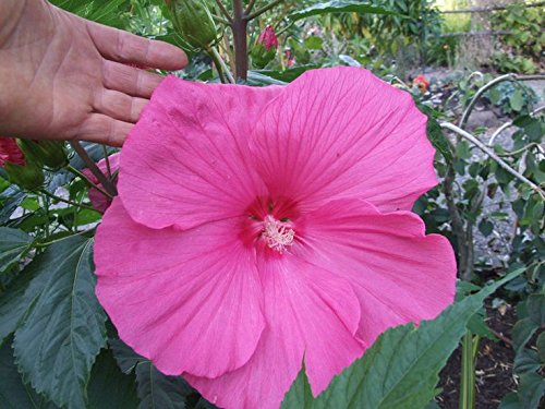 Hardy Hibiscus Seeds- PINK CLOUD - Winter Hardy Perennial Shrub