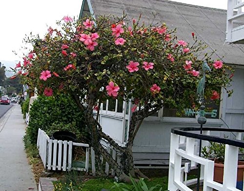 Hardy Hibiscus Seeds â˜… KINDLE PINK â˜… Winter Hardy Perennial Shrub â˜… 10 Seeds