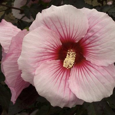 Hardy Hibiscus Seedsâ˜… SUMMER STORM â˜… Winter Hardy Perennial Shrub â˜… 10 Seeds