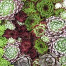 Hinterland Trading Hens and Chicks 50 Seeds Semperviven - Hardy Perennial Species Mix