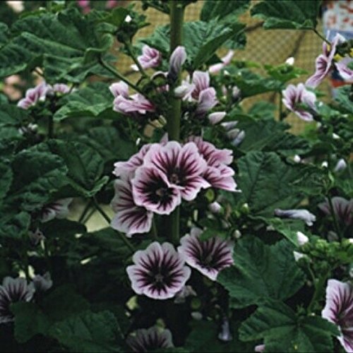 Hollyhock Seeds - French Zebrina - Heirloom - Winter Hardy Perennial - 50 Seeds