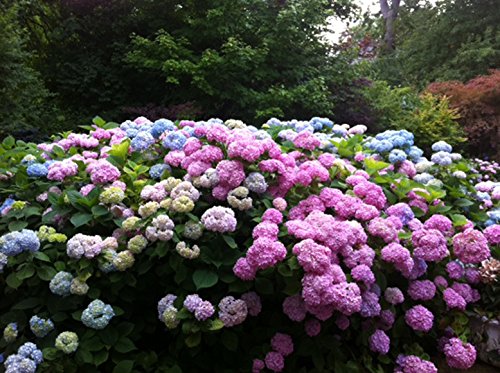 Penny Mac Hydrangea - Hardy Perennial Established Rooted - One Trade Gallon Pot - 1 plant by Growers Solution