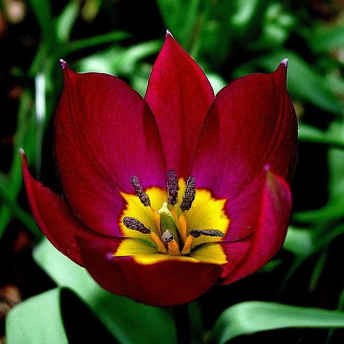 Persian Pearl Tulip 15 Bulbs - Very Hardy - Perennial - 6 cm