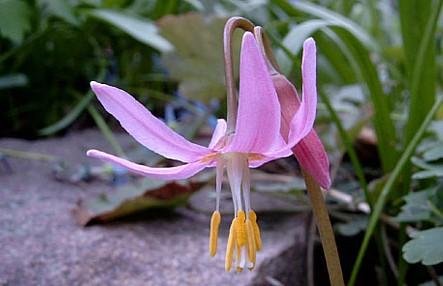 Pink Dawn Hardy Violet 10 Seeds - Erythronium-perennial