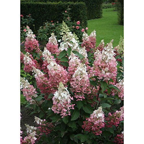 Pw&reglsquopinky Winky&rsquo Hydrangeandashquart Potndash Hardyndash Heavyndash Perennialndash Ea 1 By Growers Solution