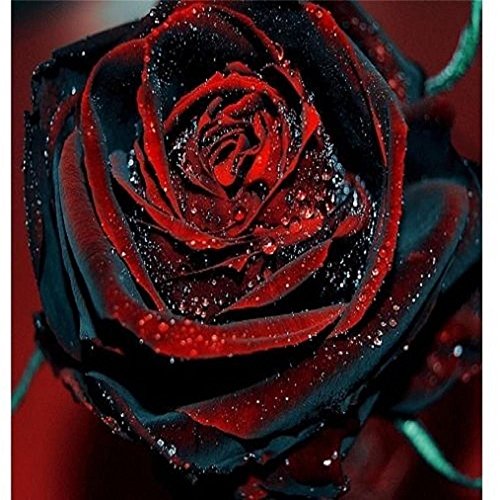 Rose Seeds9733 True Blood Black9733 Stunning Perennial Rose9733 Winter Hardy973320 Seeds