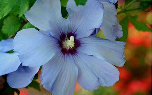 Rose of Sharon Seeds - BLUE BIRD - Hardy Perennial Flowering Shrub - 25 Seeds