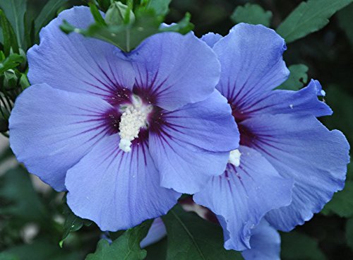 Rose of Sharon â˜… Blue Satin â˜… Hardy Perennial Shrub â˜… Huge Blooms â˜… 25 Seeds