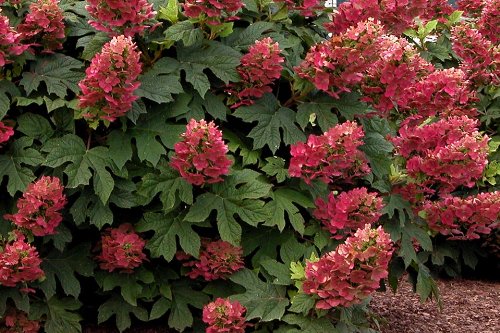 Ruby Slippers Oakleaf Hydrangea - Hardy Perennial Heavy Rooted - One Trade Gallon Pot - 1 Plant by Growers Solution
