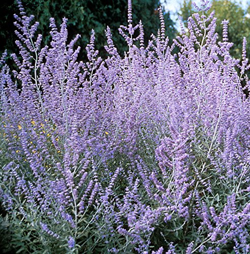 Russian Sage Perovskia Atriplicifolia 50 Seeds Fragrant Hardy Perennial