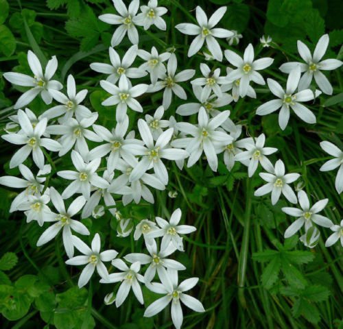 STAR OF BETHLEHEM LILY BULBS ORNITHOGALUM HARDY PERENNIAL PLANT FLOWER 51530