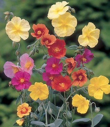 -Bulk- Helianthemum Crown -Mixed-Rock Rose - 300Perennial Groundcover Seeds